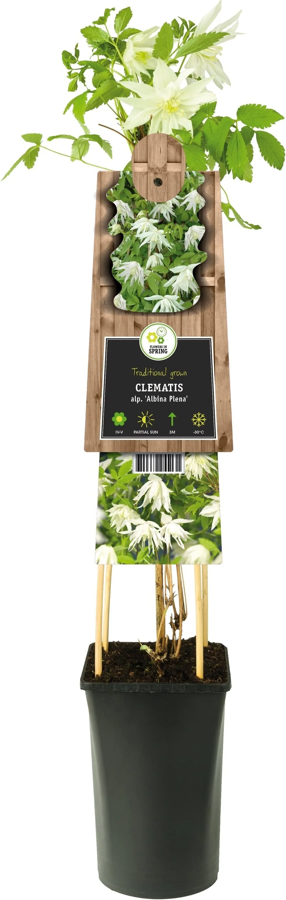Bosrank (Clematis alpina 'Albina Plena') D 17 H 75 cm