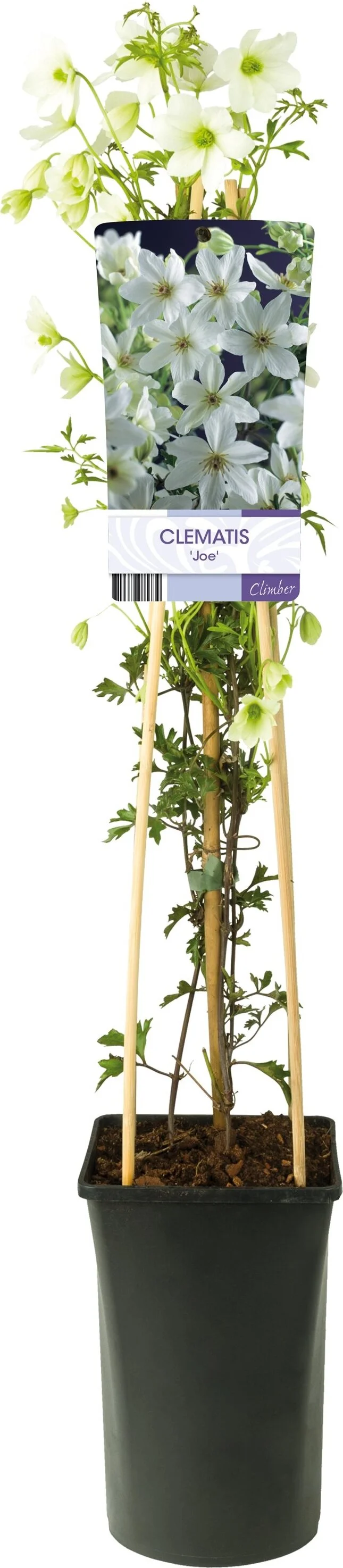 Bosrank (Clematis forsteri 'Joe') D 17 H 75 cm