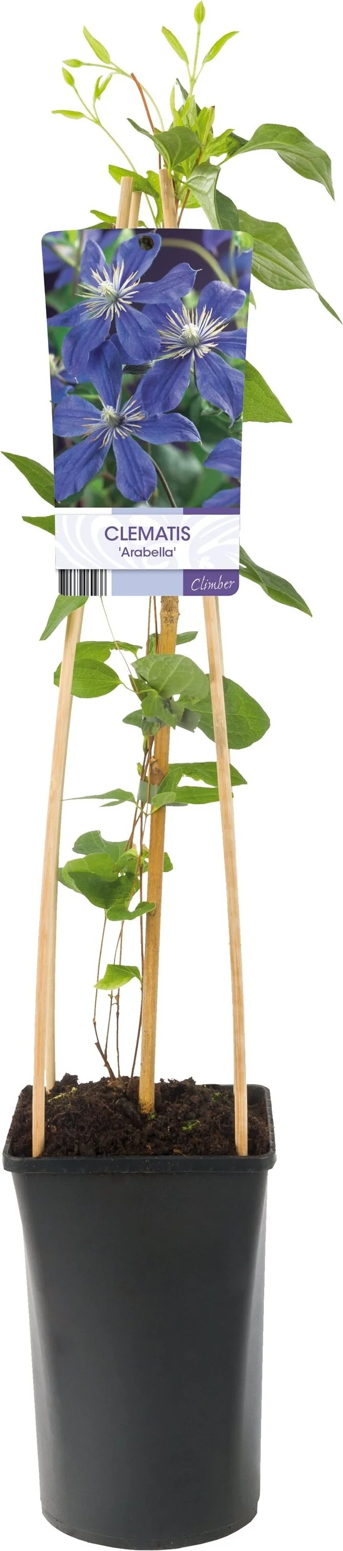 Bosrank (Clematis 'Arabella') D 17 H 75 cm