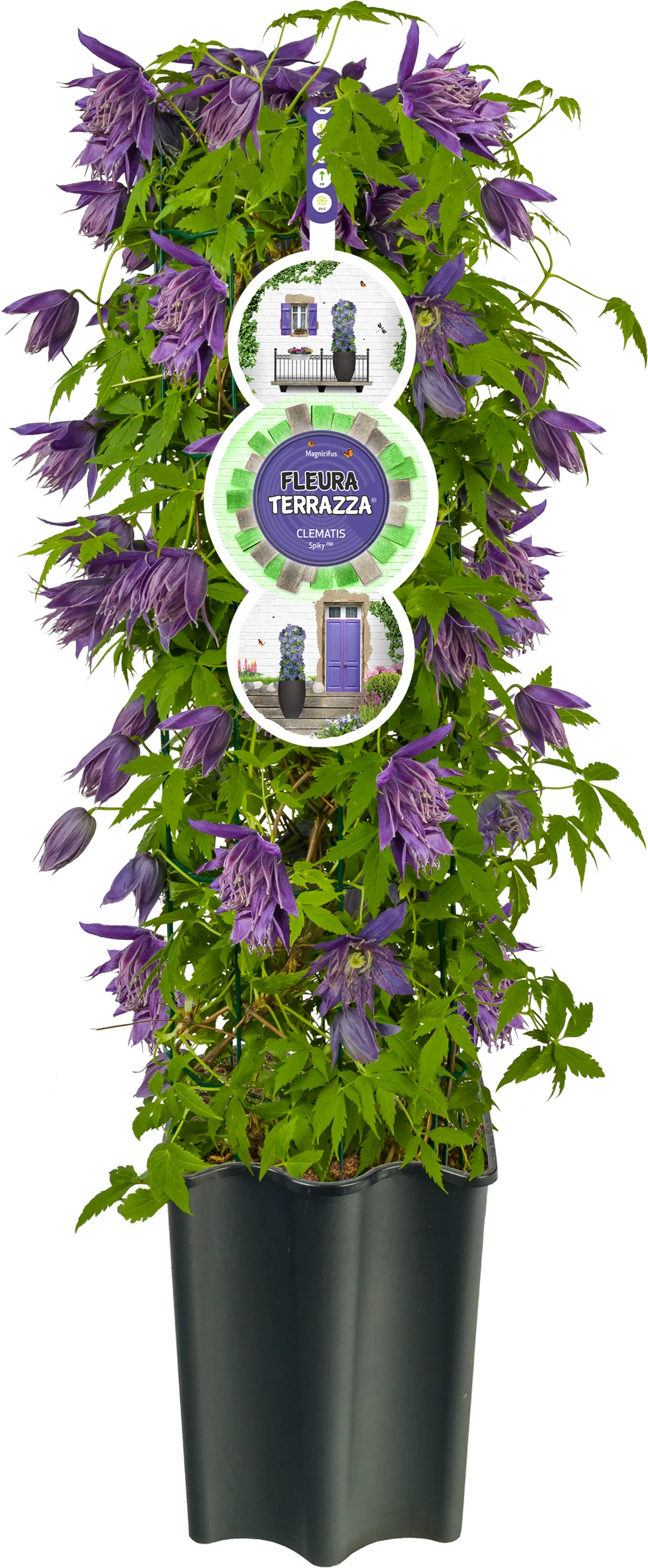Bosrank (Clematis 'Octopus' PBR) D 16 H 75 cm