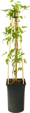 Bosrank (Clematis 'Spiky') D 16 H 75 cm