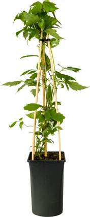 Bosrank (Clematis montana 'Grandiflora') D 16 H 75 cm