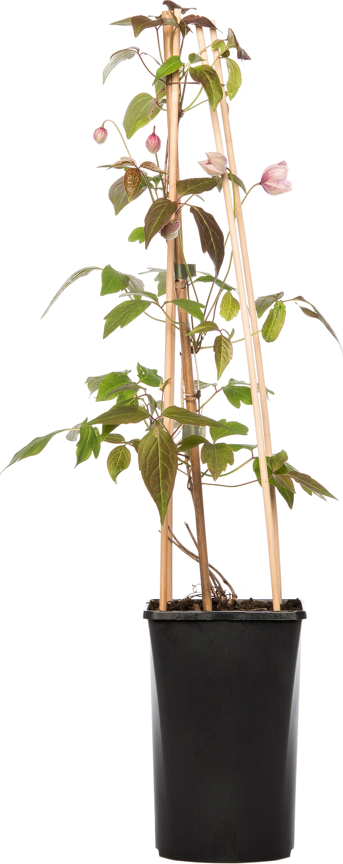 Bosrank (Clematis montana 'Mayleen') D 16 H 75 cm
