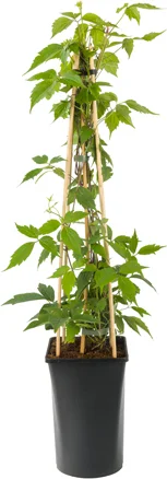 Bosrank (Clematis montana 'Rubens') D 23 H 117 cm