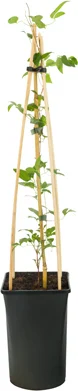 Bosrank (Clematis 'Princess Kate') D 16 H 75 cm
