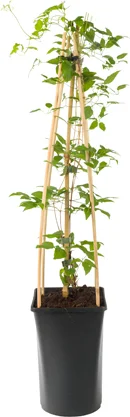 Bosrank (Clematis viticella 'Madame Julia Correvo') D 16 H 90 cm