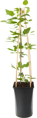 Bosrank (Clematis viticella 'Polish Spirit') D 16 H 75 cm