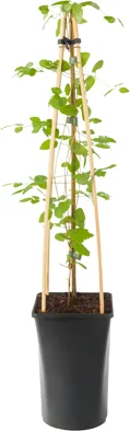 Bosrank (Clematis viticella 'Purpurea Plena Elegans') D 16 H 75 cm