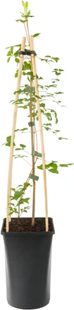 Bosrank (Clematis viticella 'Rubra') D 16 H 75 cm