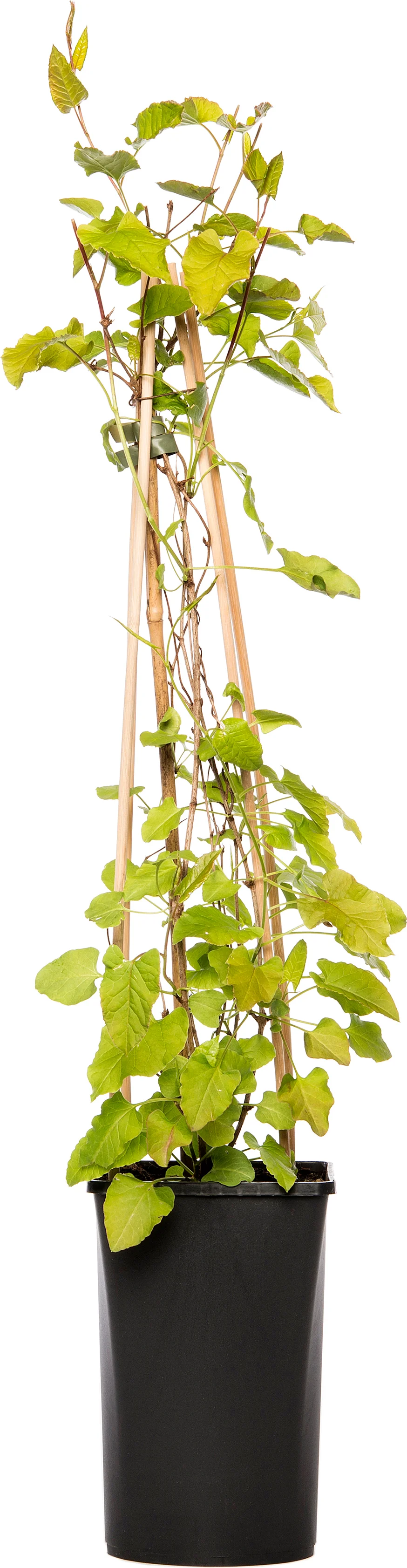 Bruidssluier (Fallopia aubertii) D 16 H 75 cm
