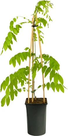 Blauwe regen (Wisteria floribunda 'Alba') D 16 H 75 cm