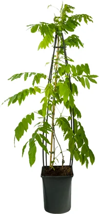 Blauwe regen (Wisteria floribunda 'Alba') D 23 H 117 cm