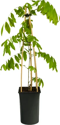 Blauwe regen (Wisteria floribunda 'Rosea') D 16 H 75 cm