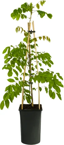 Blauwe regen (Wisteria sinensis) D 16 H 75 cm