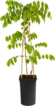 Blauwe regen (Wisteria sinensis 'Prolific') D 16 H 75 cm