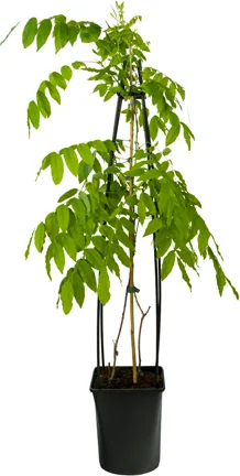 Blauwe regen (Wisteria sinensis 'Prolific') D 23 H 117 cm