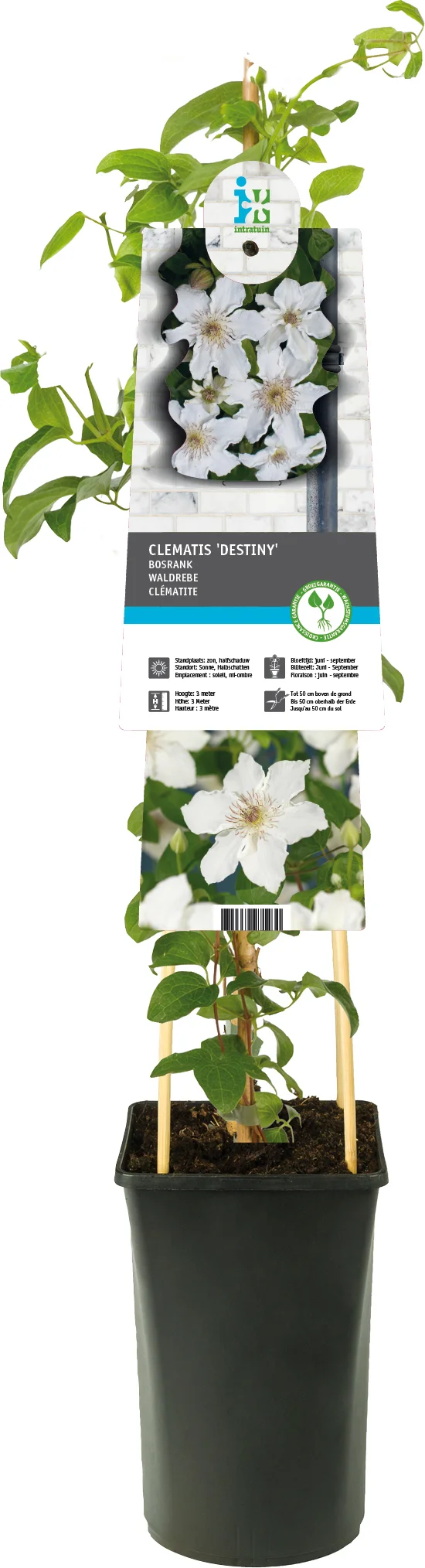 Bosrank (Clematis 'Destiny') D 17 H 75 cm