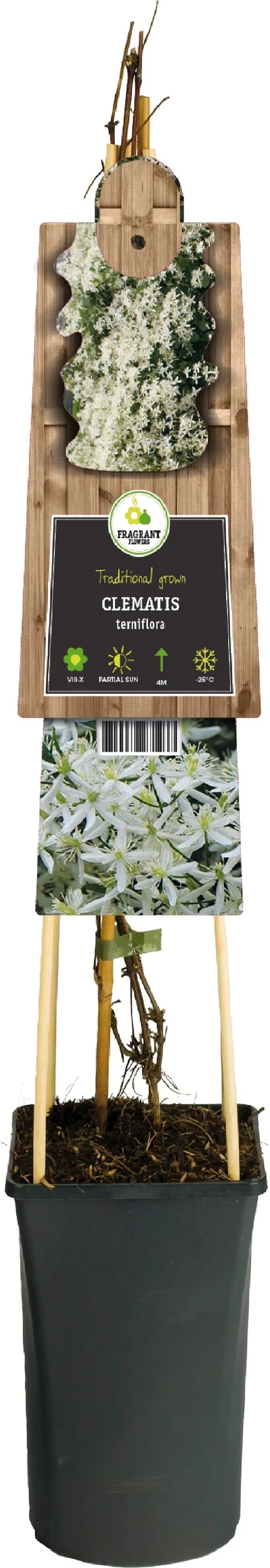 Bosrank (Clematis ternifolia) D 17 H 75 cm