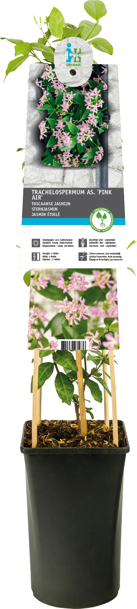 Aziatische jasmijn (Trachelospermum asiaticum 'Pink Air') D 17 H 75 cm
