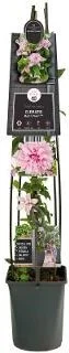 Bosrank (Clematis 'Multi Pink') D 23 H 115 cm