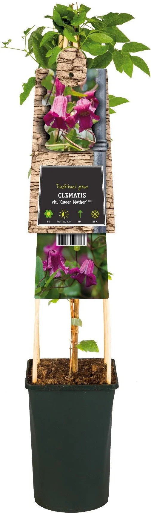 Bosrank (Clematis vitalba 'Queen Mother') D 17 H 75 cm