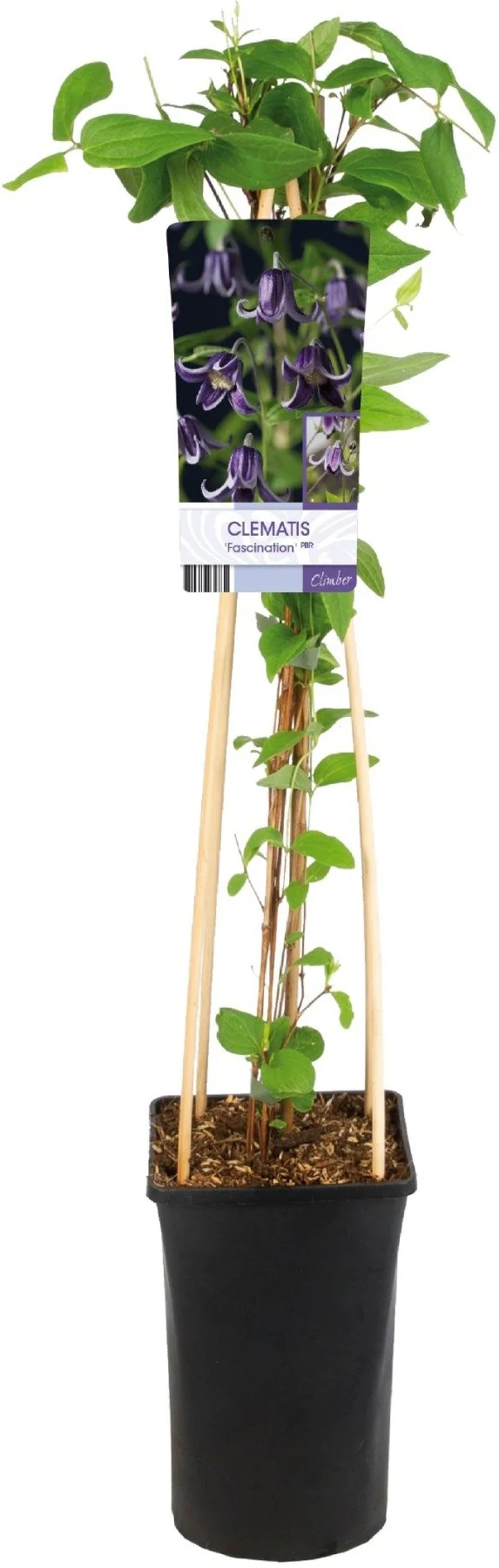Bosrank (Clematis 'Fascination') D 17 H 75 cm