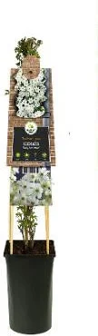 Bosrank (Clematis cartmanii 'Avalanche') D 17 H 75 cm