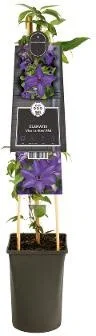 Bosrank (Clematis â€˜Viva La Vida') D 17 H 75 cm
