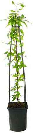 Bosrank (Clematis 'Hagley Hybrid') D 23 H 210 cm
