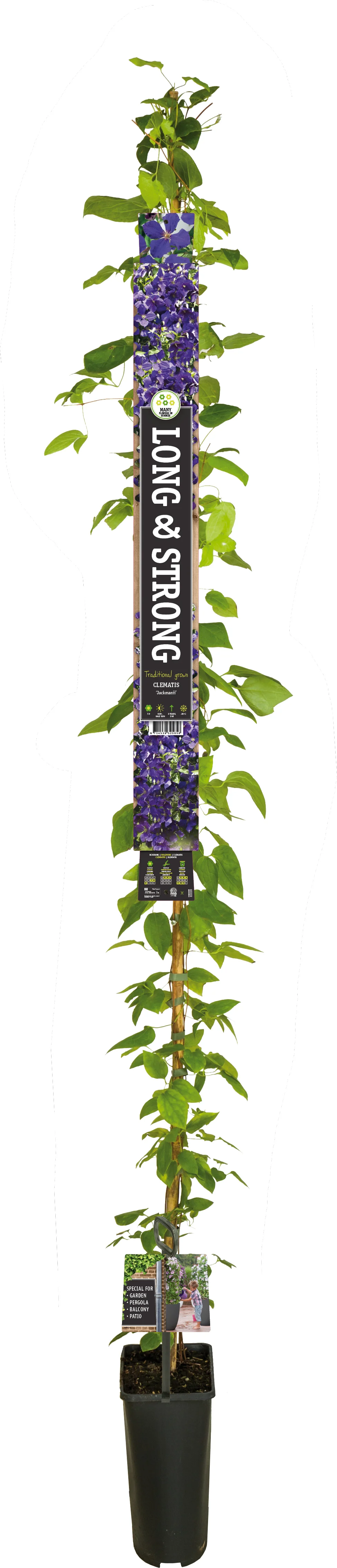 Bosrank (Clematis 'Jackmanii') D 23 H 210 cm