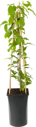 Bosrank (Clematis 'Nelly Moser') D 23 H 210 cm