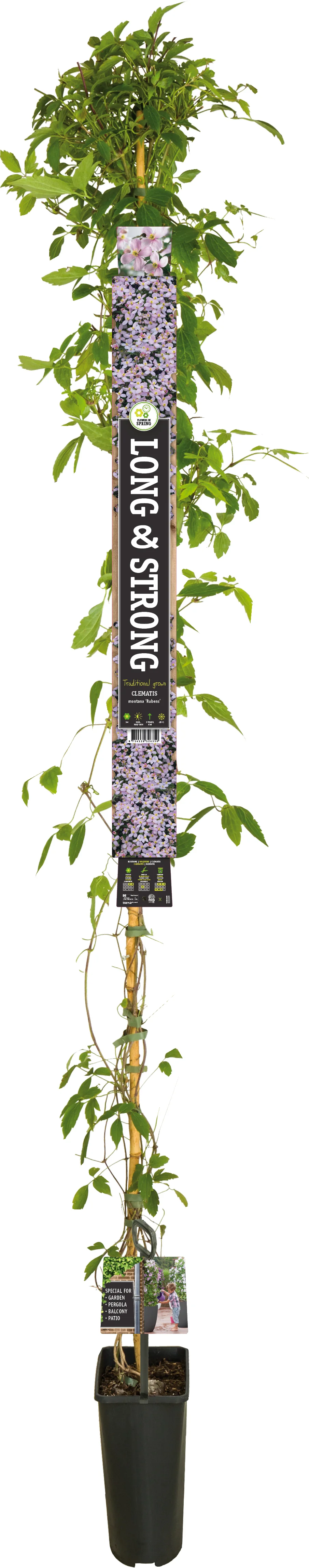 Bosrank (Clematis montana 'Rubens') D 23 H 210 cm