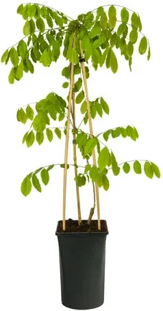 Blauwe regen (Wisteria sinensis 'Prolific') D 23 H 210 cm