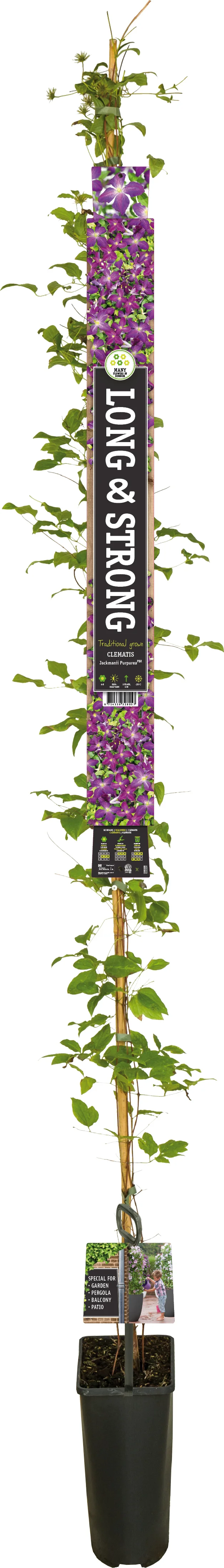 Bosrank (Clematis 'Jackmanii Purpurea') D 23 H 210 cm