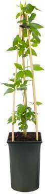 Bosrank (Clematis 'Pernille') D 23 H 210 cm
