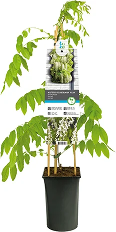 Blauwe regen (Wisteria floribunda 'Alba') D 23 H 210 cm