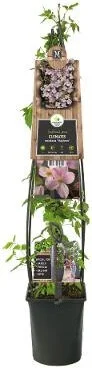 Bosrank (Clematis mont. 'Mayleen') D 23 H 210 cm