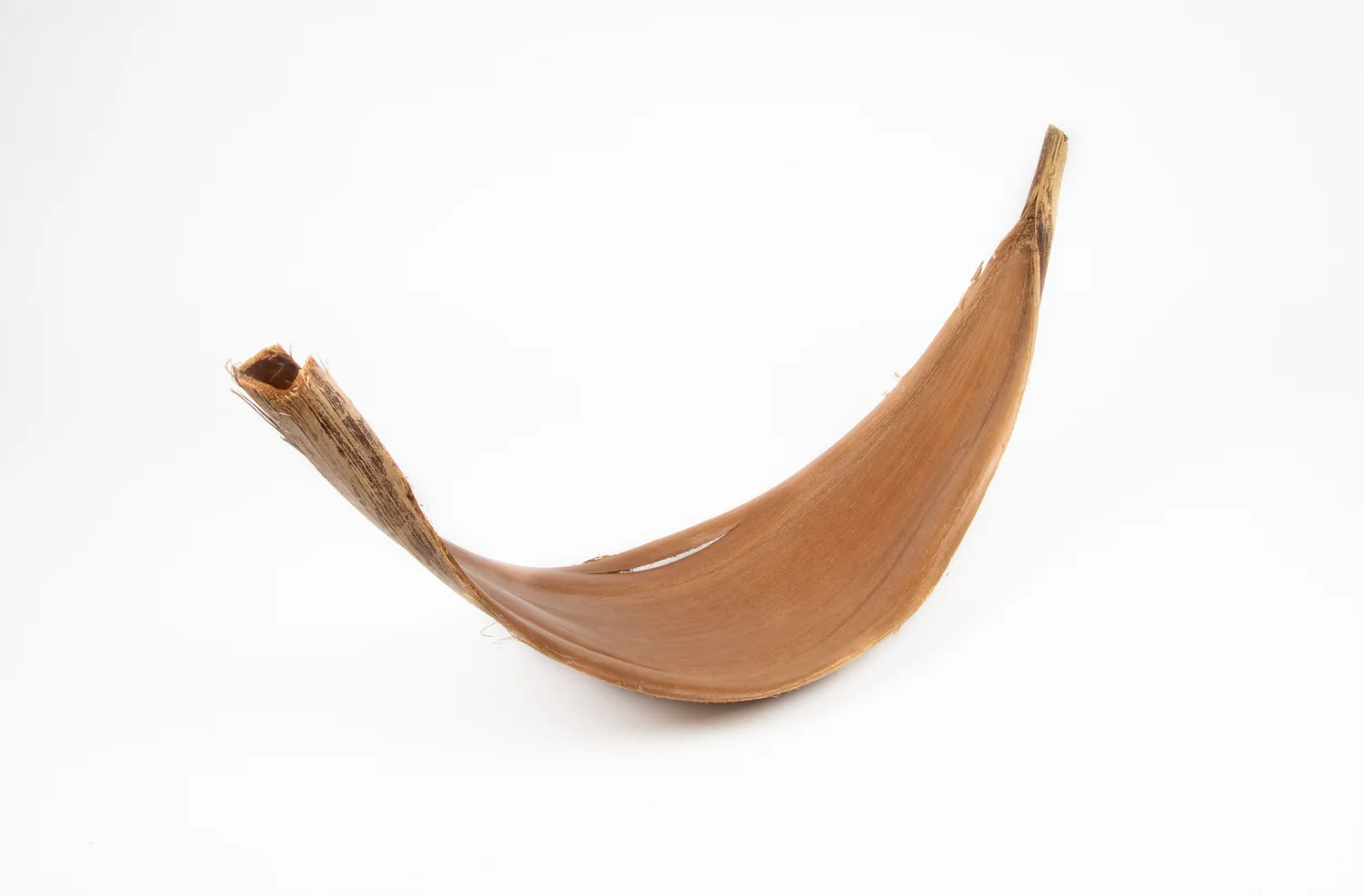 Decoratie blad Galara naturel 70 x 30 x 10 cm