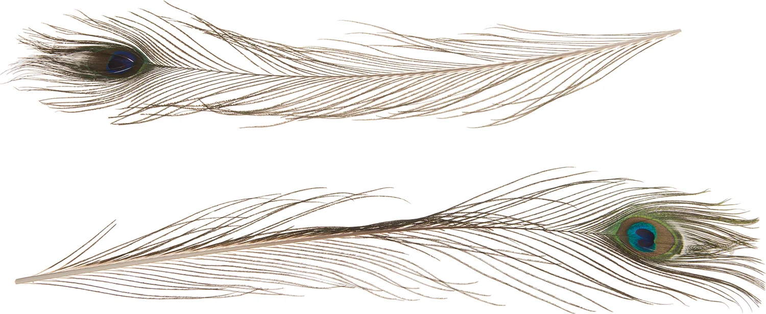 Decoratie pauwenveer naturel 60 cm 5 stuks