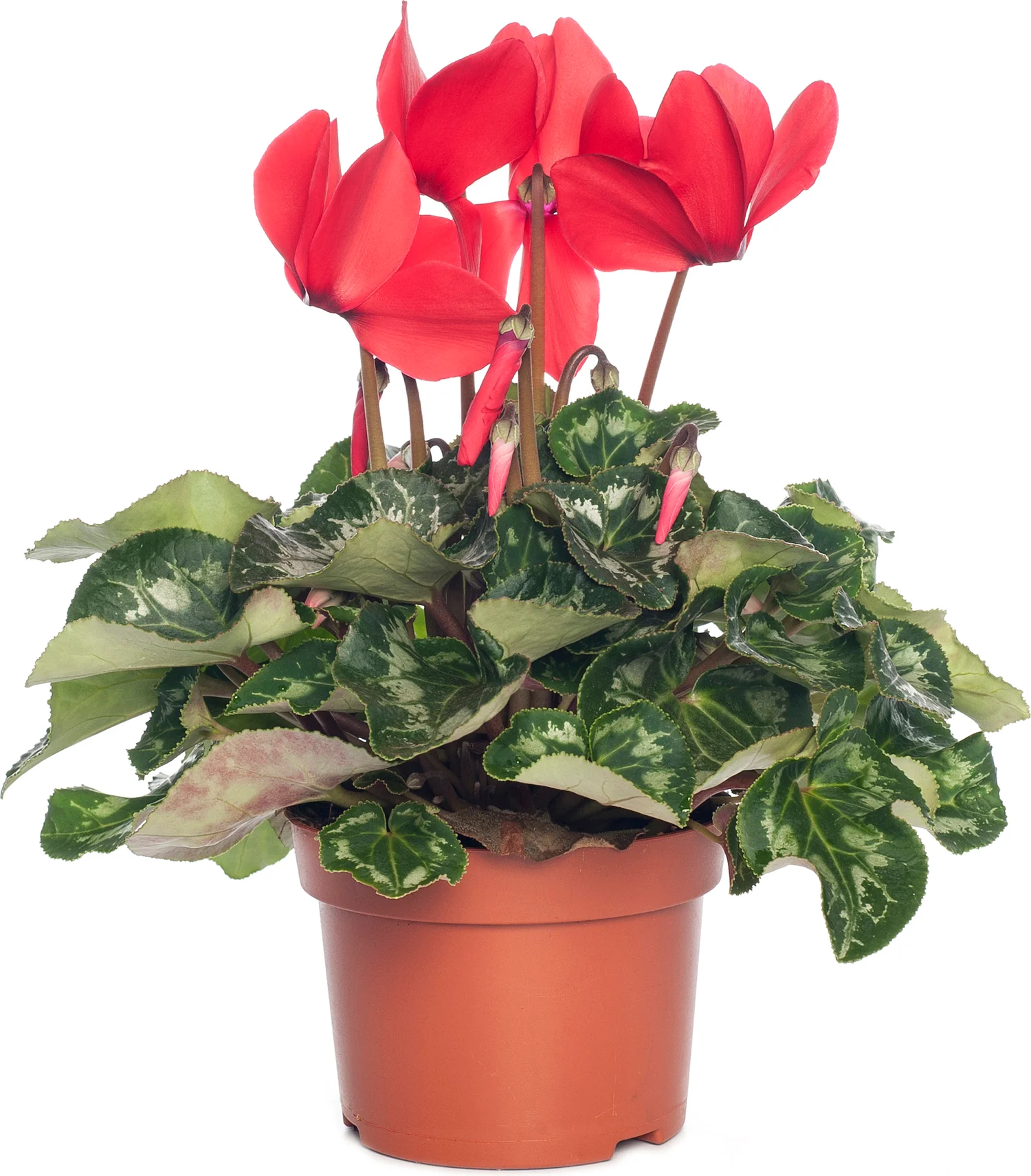 Cyclaam (Cyclamen) grootbloemig rood D 13 cm H 30 cm