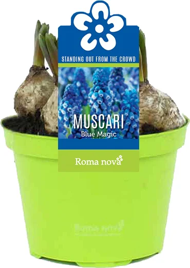 Blauw druifje (Muscari 'Blue Magic') D 9 H 11 cm
