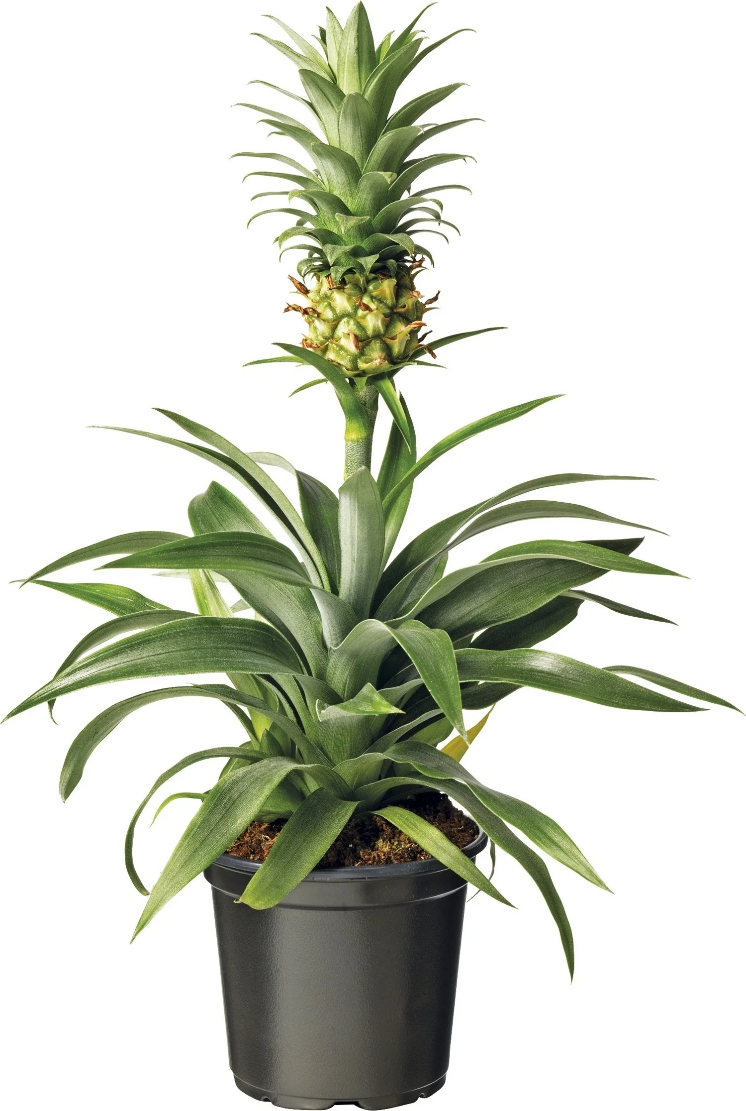 Ananasplant (Bromelia ananas 'Mi Amigo') D 12 H 40 cm