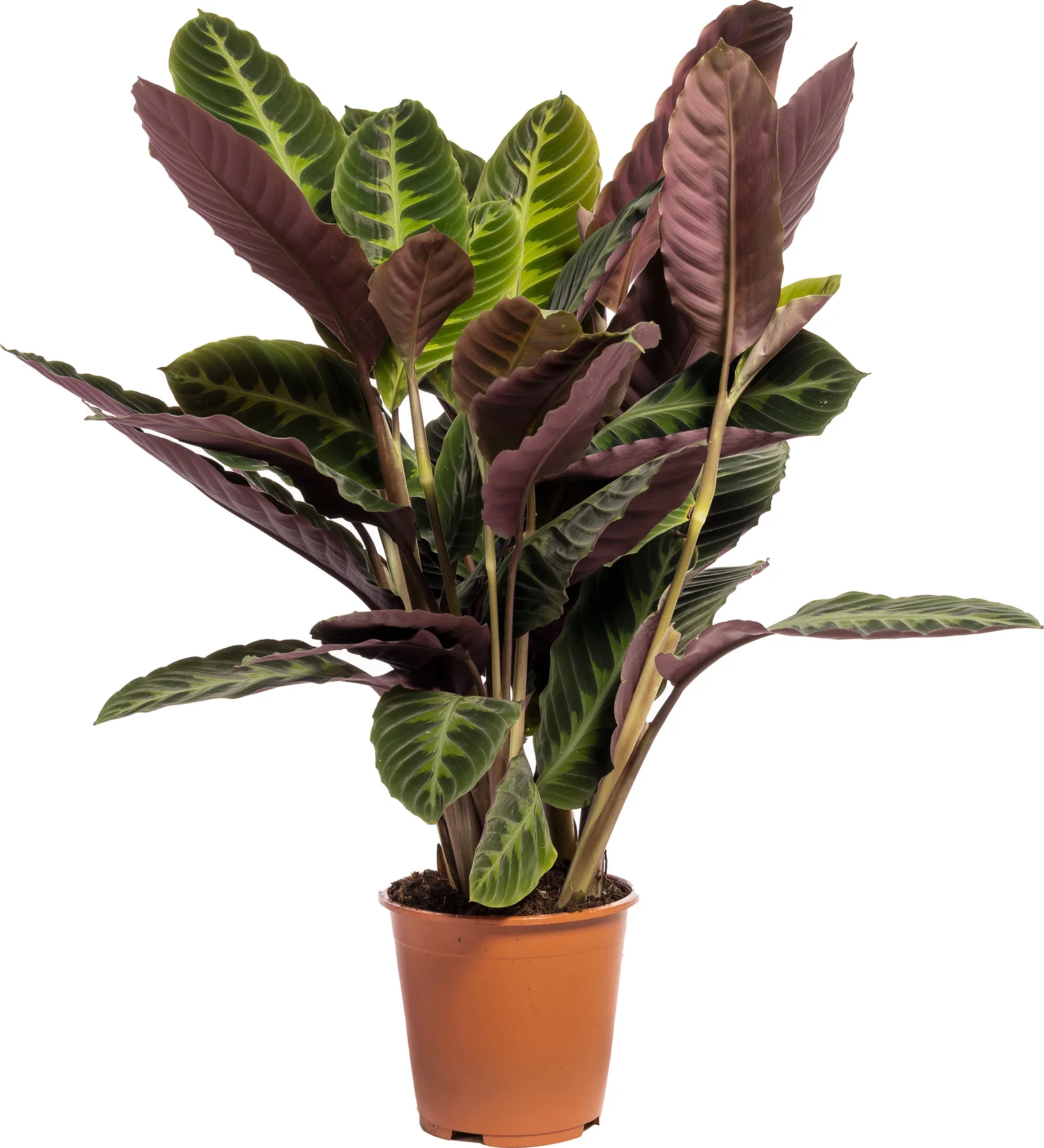Calathea (Calathea warscewiczii) D 19 H 75 cm