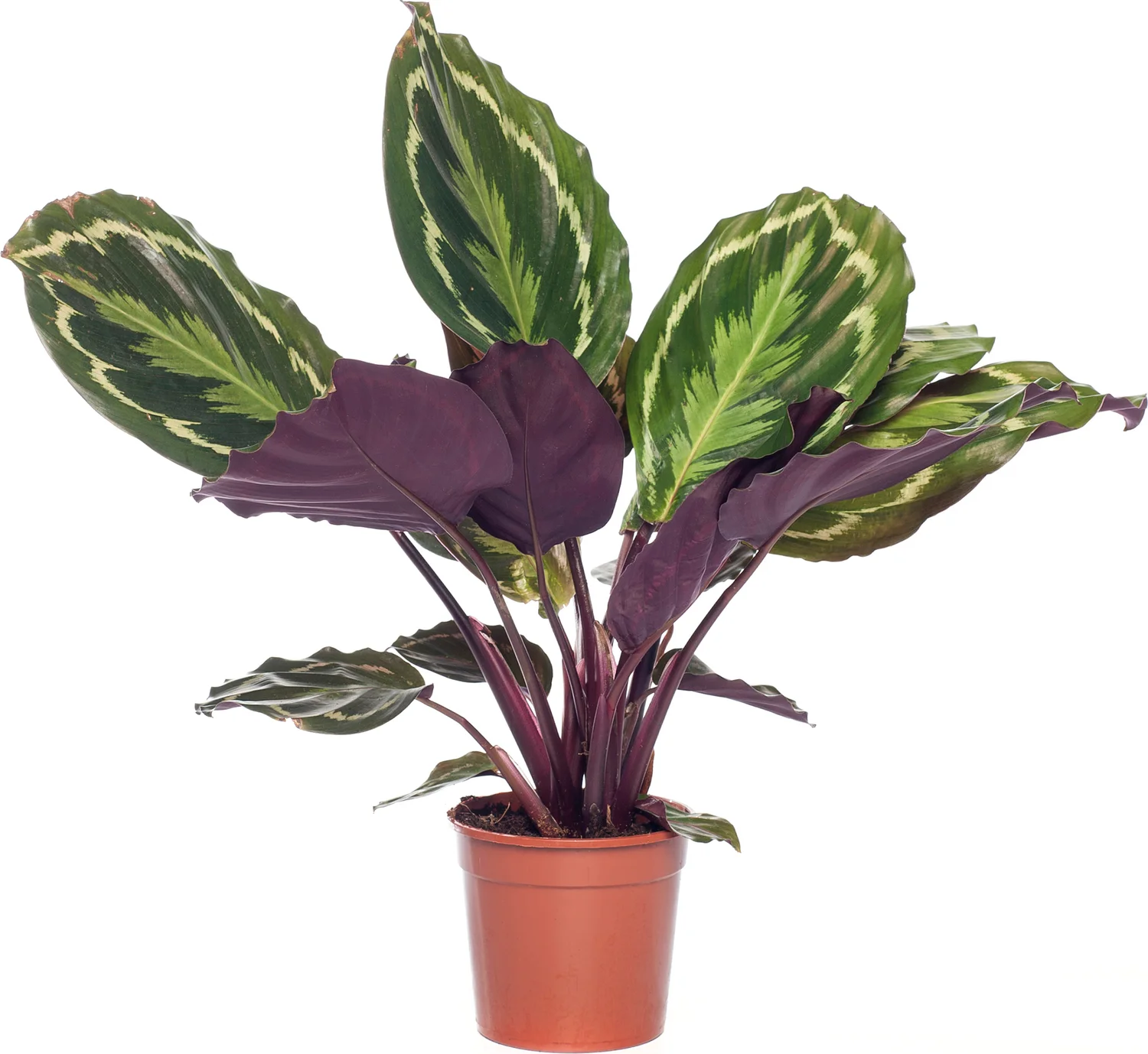 Calathea (Calathea 'Medallion') D 14 H 40 cm