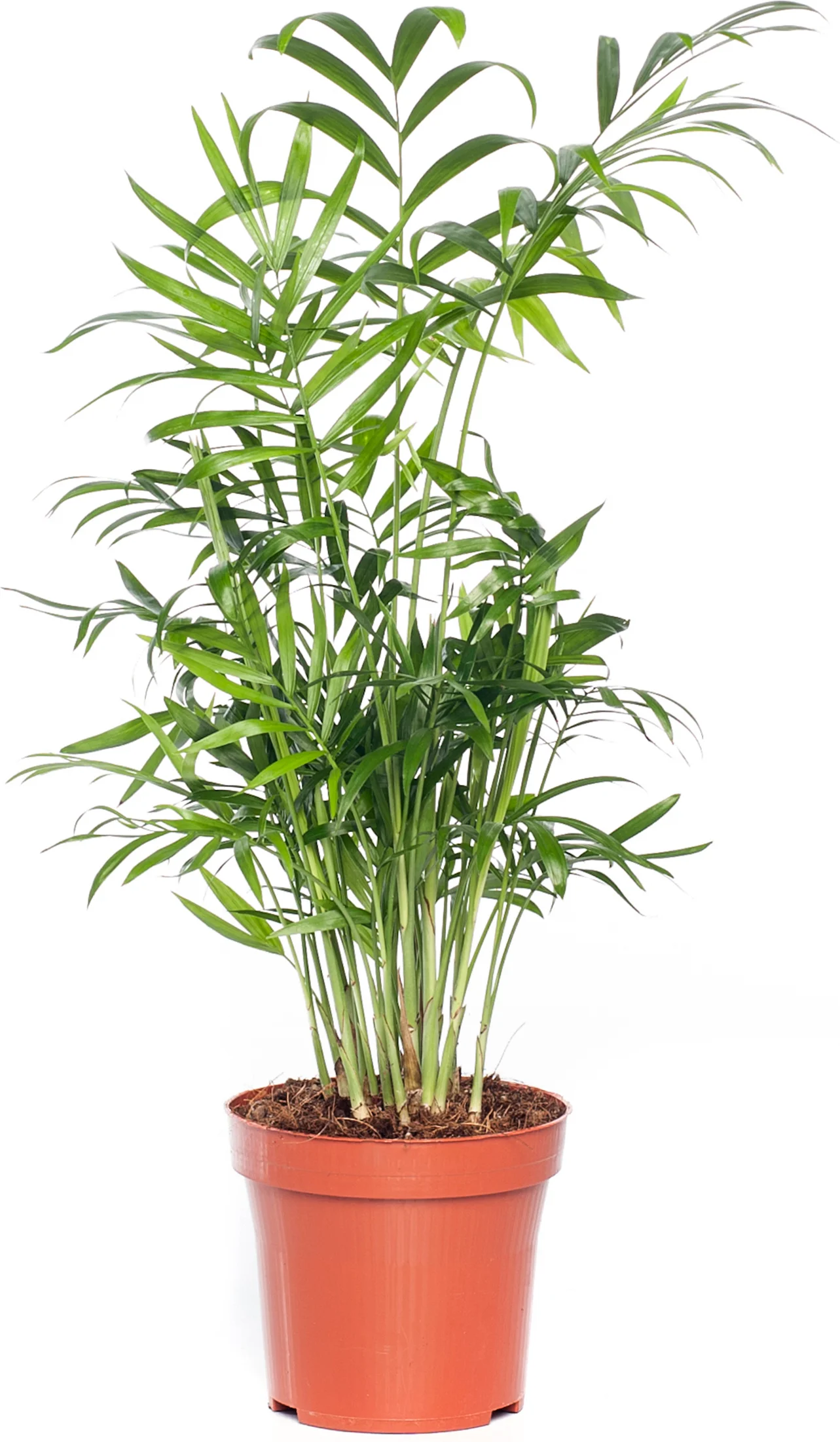 Bergpalm (Chamaedorea elegans) D 12 H 40 cm