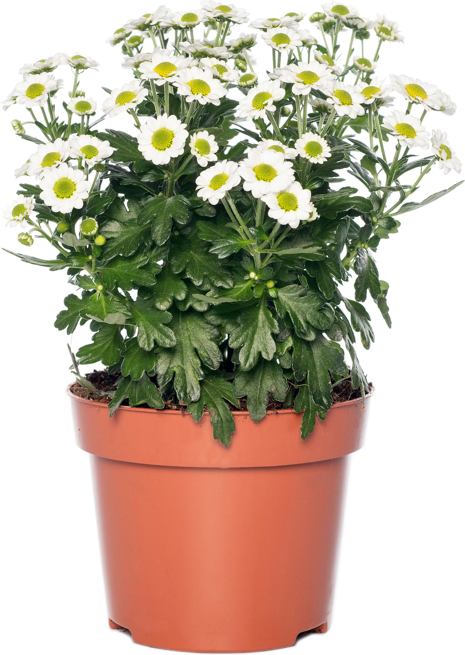 Chrysant (Chrysanthemum 'Garden Mums') D 12 H 20 cm