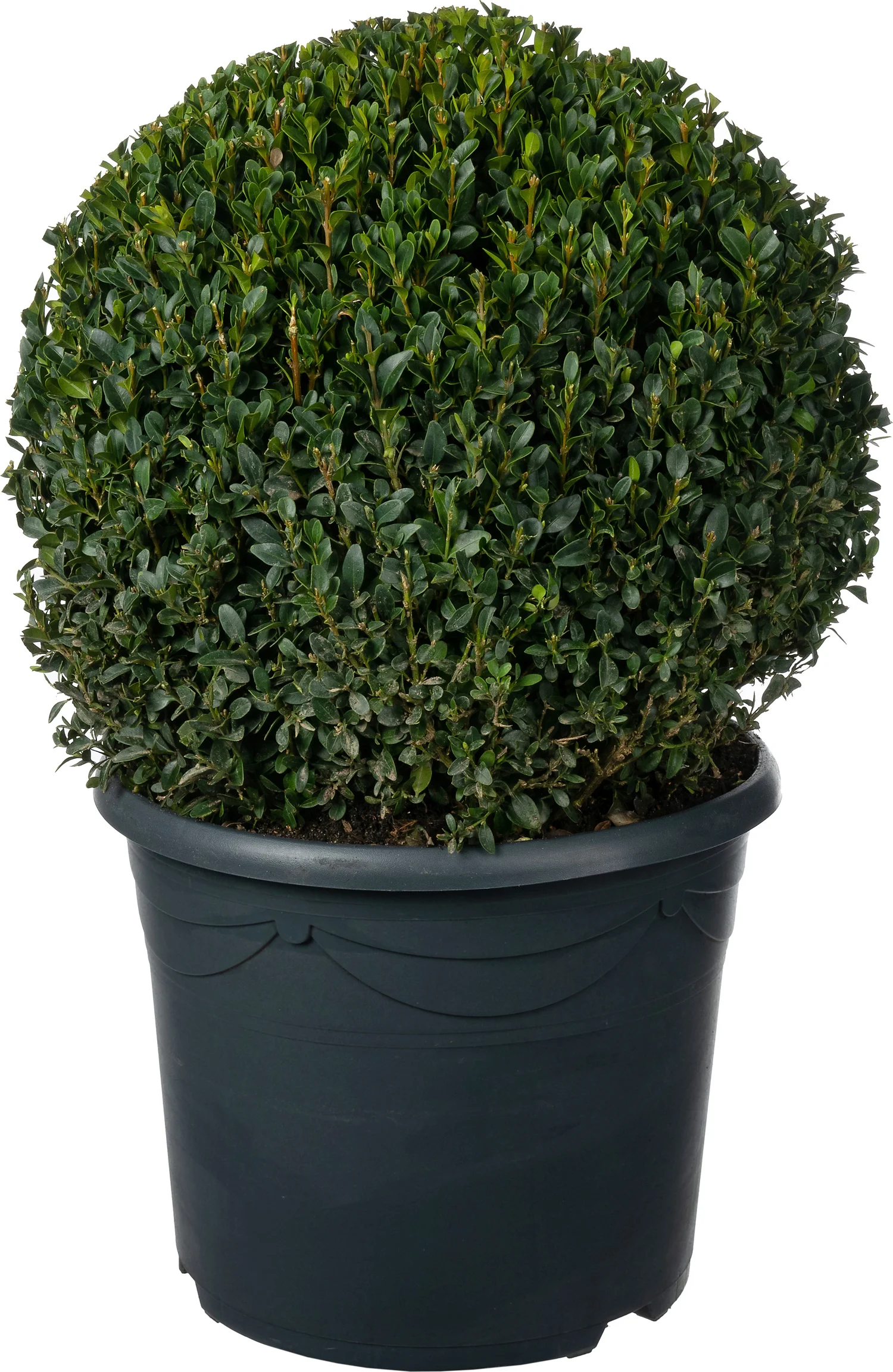 Buxus (Buxus sempervirens) D 30 H 30 cm