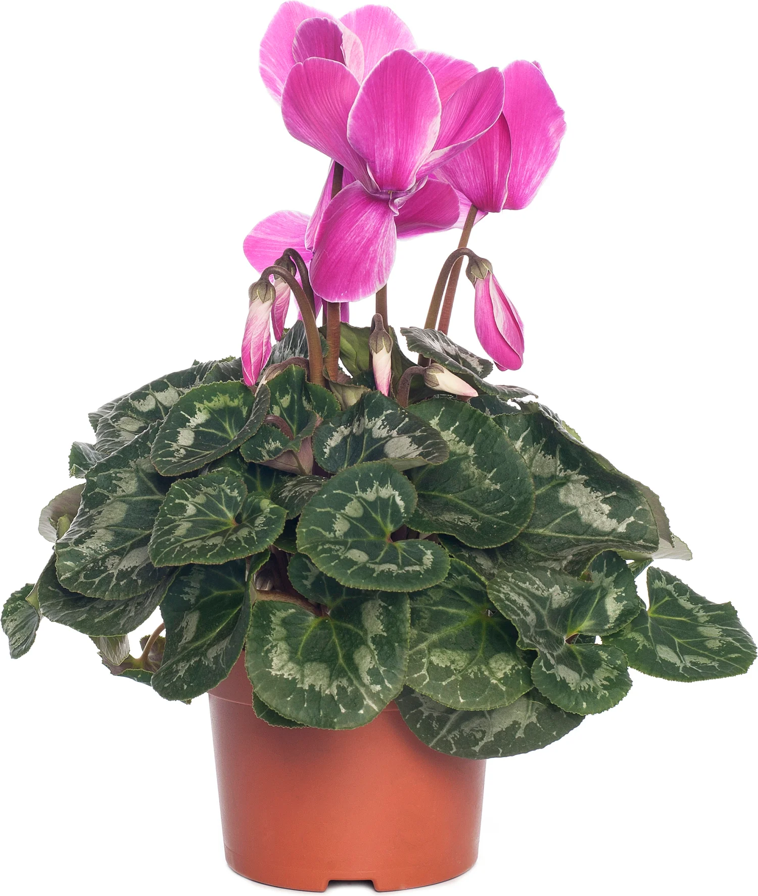 Cyclaam (Cyclaam patio 'Fantasia') D 10,5 H 15 cm