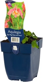 Akelei (Aquilegia 'Spring Magic') D 19 H 45 cm