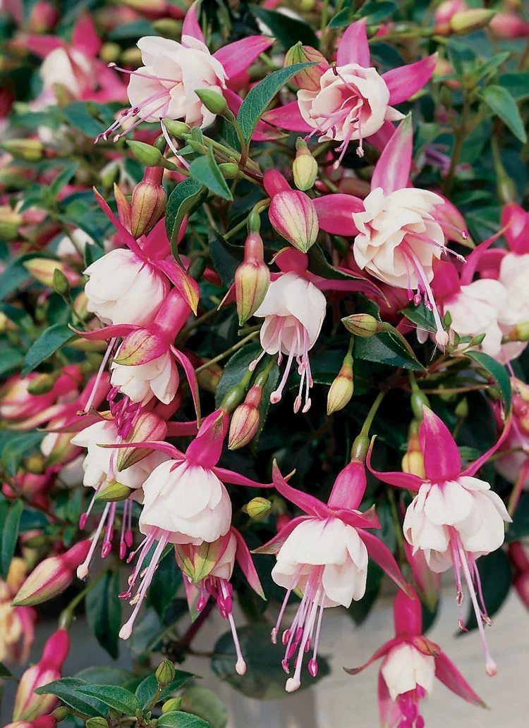 Bellenplant (Fuchsia 'Patio Princess') D 11 H 50 cm